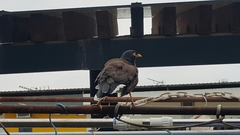 Acridotheres tristis