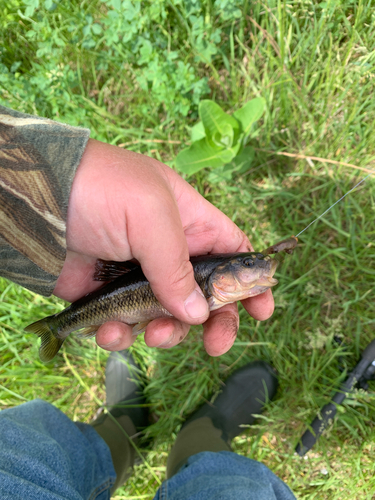 iNaturalist observation photo of Creek Chub