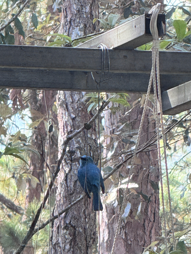 Verditer Flycatcher (Eumyias thalassinus), photo 2