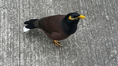 Acridotheres tristis