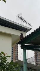 Acridotheres tristis