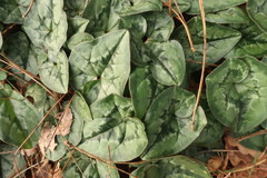 Cyclamen