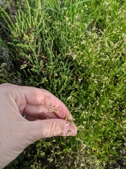 Hornungia procumbens