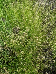 Hornungia procumbens