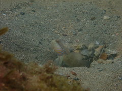 Lagoon Shrimp-Goby photo 3