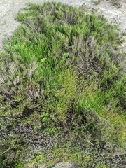 Hornungia procumbens