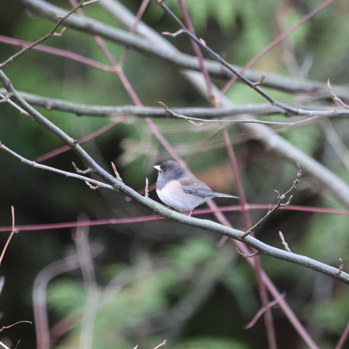 Dark-eyed Junco