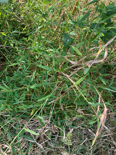iNaturalist observation photo of Japanese stiltgrass