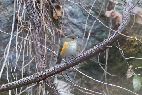 Red-flanked Bluetail (Tarsiger cyanurus), photo 10