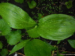Allium ochotense