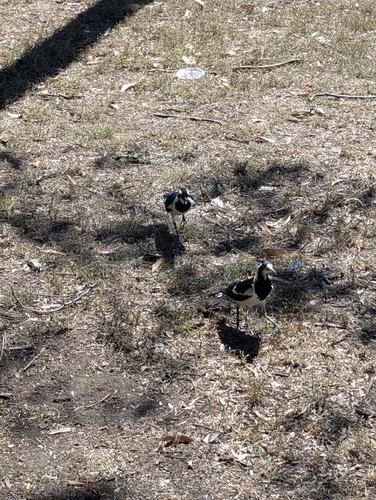 Magpie-lark (Grallina cyanoleuca), photo 6