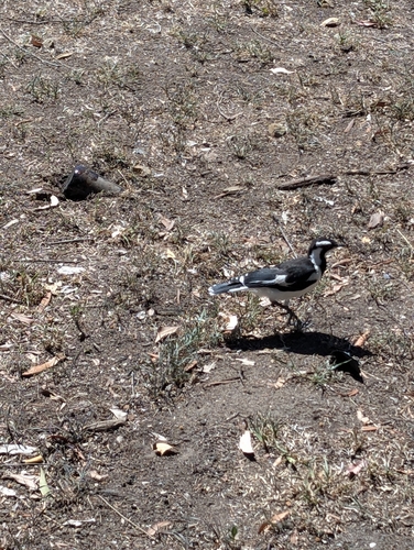 Magpie-lark (Grallina cyanoleuca), photo 7