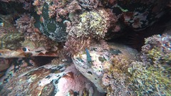 Rhynchocinetes serratus