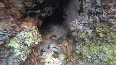 Rhynchocinetes serratus