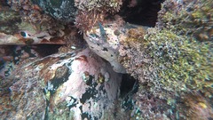 Rhynchocinetes serratus