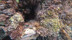 Rhynchocinetes serratus