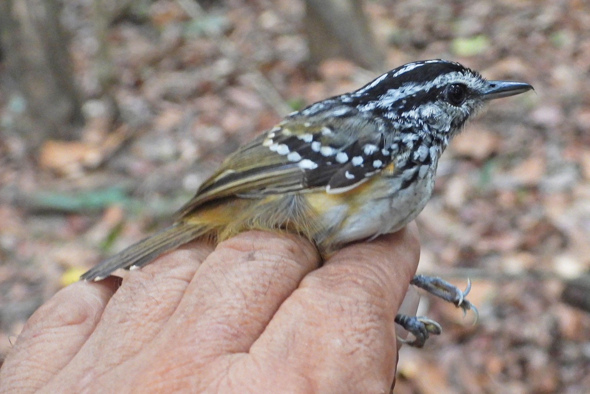 Peruvian Warbling Antbird (Hypocnemis peruviana), photo 3