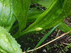 Allium ochotense