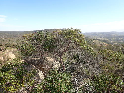 mission manzanita