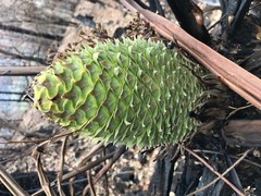 Lepidozamia peroffskyana