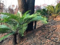 Lepidozamia peroffskyana