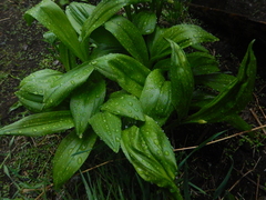 Allium ochotense