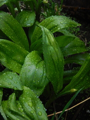 Allium ochotense