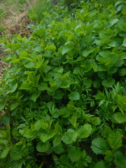Urtica platyphylla