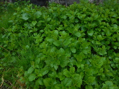 Urtica platyphylla