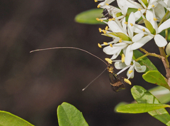 Nemophora sparsella