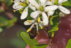 Nemophora sparsella