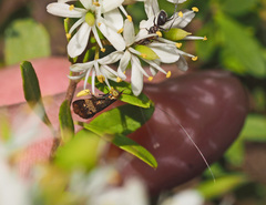 Nemophora sparsella