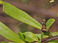 Nemophora sparsella