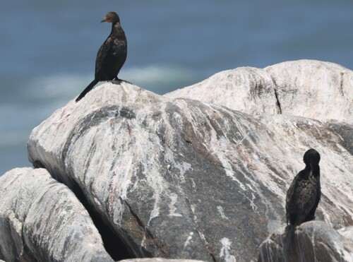 iNaturalist: (c) Steve Mayo, some rights reserved (CC BY-NC), uploaded by Steve Mayo iNaturalist image