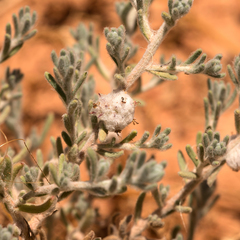 Dissocarpus paradoxus