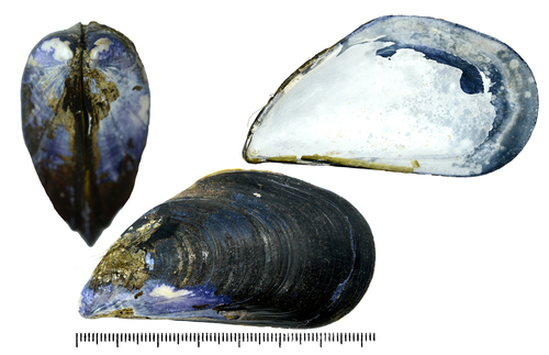 Mediterranean Mussel