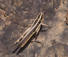 Macrotona securiformis