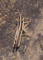 Macrotona securiformis