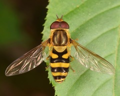 Syrphus knabi