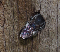 Megachile lucidiventris