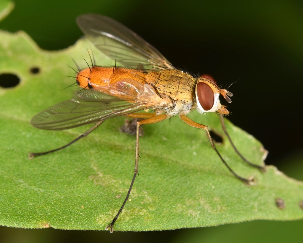 Leskia depilis
