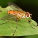 Leskia depilis - Photo (c) skitterbug, algunos derechos reservados (CC BY), subido por skitterbug