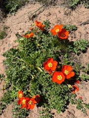 (c) José Nicolás Amuchastegui, some rights reserved (CC BY) Hypseocharis pimpinellifolia, photograph (c) José Nicolás Amuchastegui, some rights reserved (CC BY)