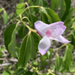 Cryptostegia grandiflora image