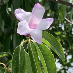 Cryptostegia grandiflora image