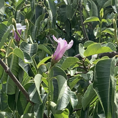 Cryptostegia grandiflora image