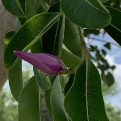 Cryptostegia grandiflora image