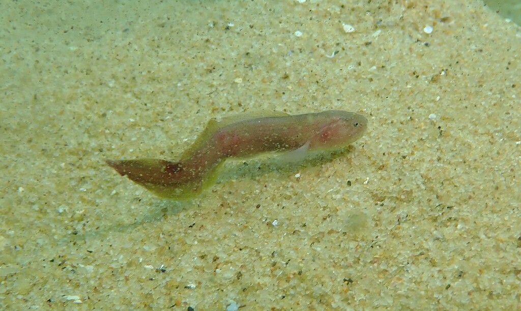 Dactylosurculus
