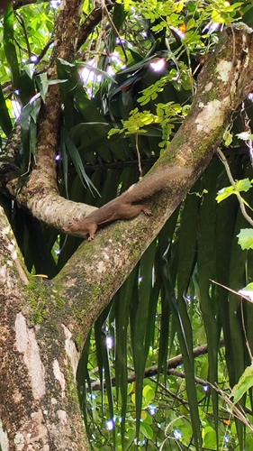 Callosciurus notatus