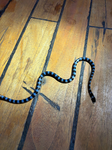 Laticauda laticaudata